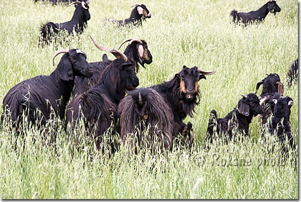 Troupeau de chèvres - Herd of goats - Cembkurik