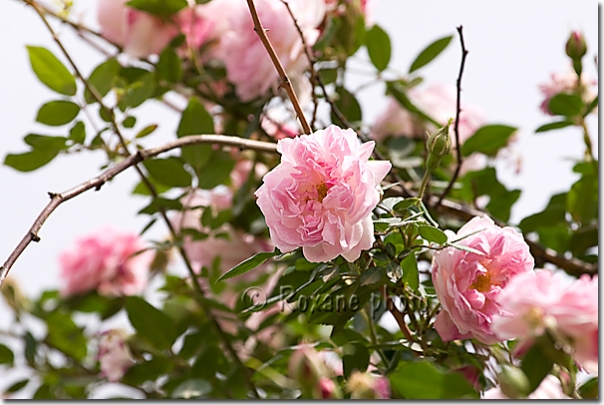 Roses sauvages - Wild roses - Citadelle d'Erbil - Erbil's citadel - Arbil - Hewler - Hawler