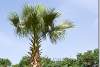 Palmier et rosiers - Palm tree ans rosebushes - Parc Sami Abdulrahman - Sami Abdulrahman park - Erbil - Arbil - Irbil - Hewler - Hawler