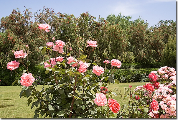 Rosier - Parc Sami Abdulrahman - Rosebush - Sami Abdulrahman park Erbil - Arbil - Irbil - Hewler - Hawler