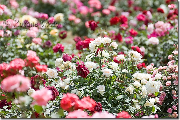 Roses - Sami Abdulrahman - Sami Abdulrahman park - Erbil - Arbil - Irbil  Hewler - Hawler