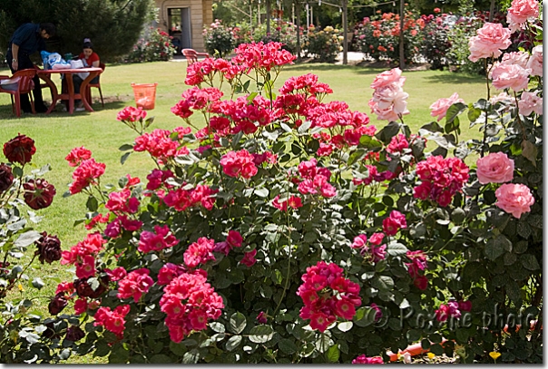 Rosiers - Rosebushes - Parc Sami Abdulrahman - Sami Abdulrahman park - Erbil - Arbil - Irbil - Hewler - Hawler