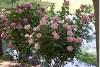 Rosiers roses - Parc Sami Abdulrahman - Pink rosebushes - Sami Abdulrahman park - Erbil - Arbil - Irbil - Hewler - Hawler