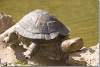 Tortue - Parc de Shanidar - Turtle - Shanidar park - Erbil - Arbil - Irbil - Hewler - Hawler