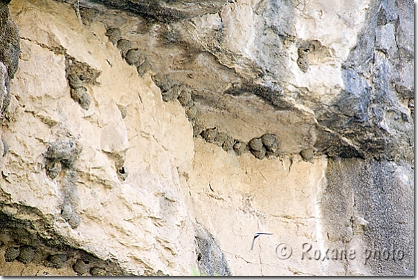 Nids - Nests - Geli Ali Beg - Geli Alibeg 