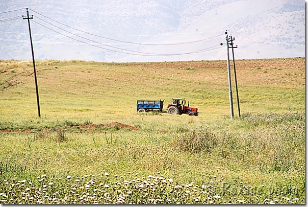 Tracteur - Tractor - Kanipanka - Kani Panka - Shahrazur - Shahrazor