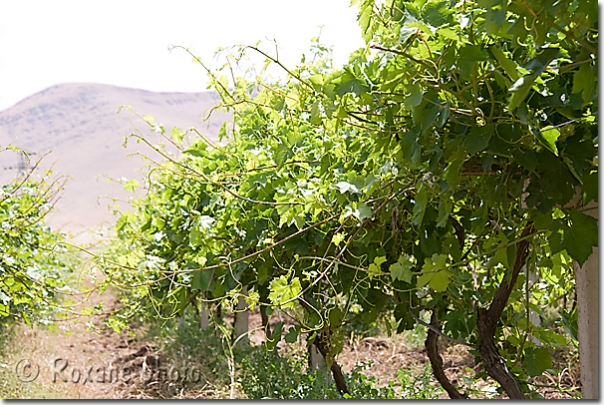 Vignes - Vines - Kanipanka - Kani Panka - Shahrazur - Shahrazor