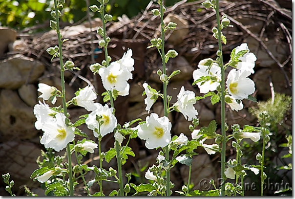 Roses trémières - Althaea rosea - Hollyhocks - Kelesmer - Kelhesmer