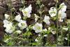 Roses trémières - Althaea rosea - Hollyhocks - Kelesmer - Kelhesmer