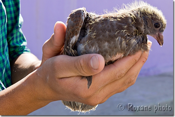 Pigeon - Khanik - Khanki - Khanke