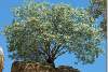 Arbre sur des ruines assyriennes - Tree on Assyrian ruins - Bavian - Khenis