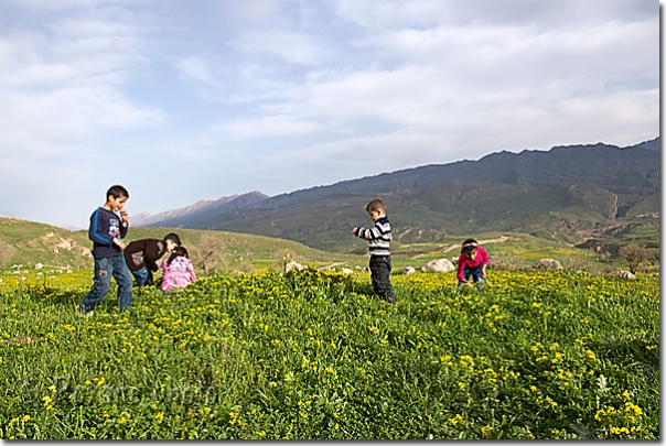 Cueillette - Picking - Komane - Kwane - Komany