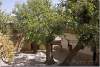 Arbres sacrés dans la cour du Temple - Sacred trees - Lalesh - Lalish