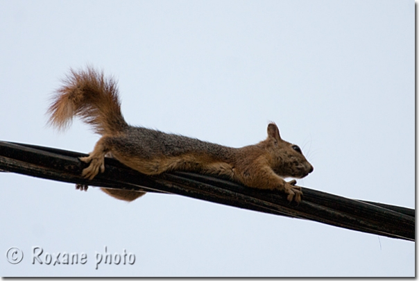 Ecureuil - Squirrel - Lalesh - Lalish