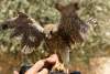 Jeune rapace sur un appareil photo - Raptor on a camera - Lalesh - Lalish