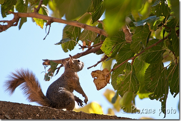 Ecureuil - Squirrel - Lalish - Lalesh