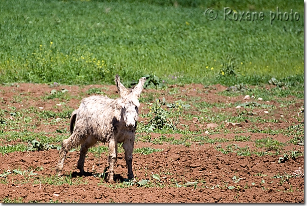 Ane - Donkey - Lévo - Levo