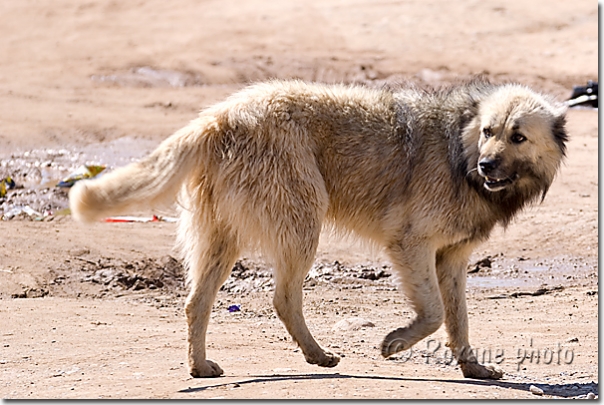 Chien - Dog - Lévo - Levo