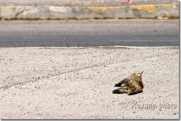 Petit chat - Little cat - Mossoul - Mosul - Mossul