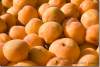 Abricots - Apricots - Prunus armeniaca - Suleymaniye - Suleymaniyah