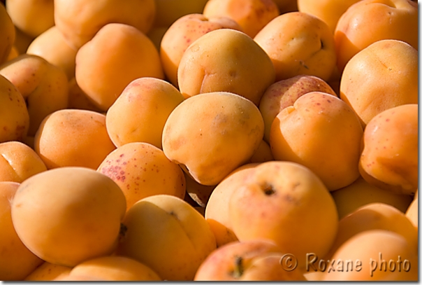 Abricots - Apricots - Prunus armeniaca - Suleymaniye - Suleymaniyah