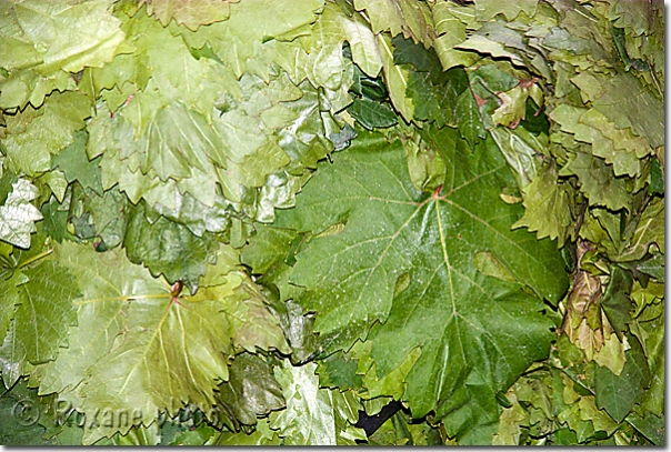 Feuilles de vignes - Grape leaves - Suleymaniye - Suleymaniyah