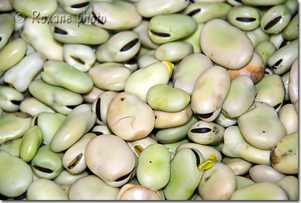 Fèves - Beans - Vicia faba - Duhok - Dahouk