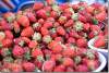 Fraises - Strawberries - Suleymaniyeh - Suleymaniya