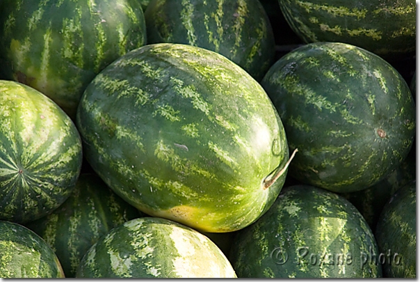 Pastèques - Watermelons - Citrullus lanatus - Salahaddin