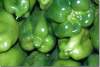 Poivrons verts - Green peppers - Capsicum annuum - Duhok - Dohouk