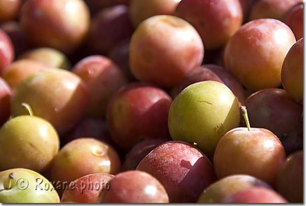 Prunes - Plums - Koyasandjak - Koya Sandjak