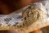 Serpent - Snake - Lalesh - Lalish