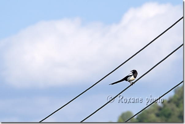 Oiseau - Bird - Piraka - Pireke