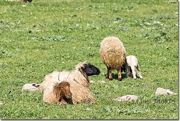 Mouton à tête noire - Black headed sheep - Piraka - Pireke