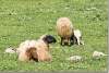Mouton à tête noire - Black headed sheep - Piraka - Pireke