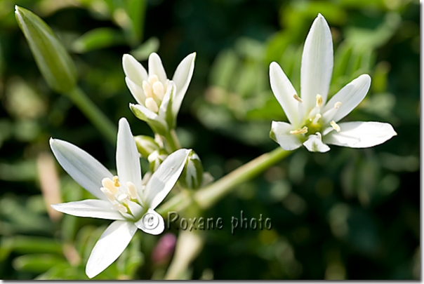 Fleurs de montagne - Ornithogale en ombelle - Mountain flowers - Piraka - Pireke