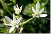 Fleurs de montagne - Ornithogale en ombelle - Mountain flowers - Piraka - Pireke