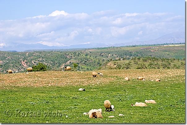 Pâturage - Pasture - Piraka - Pireke