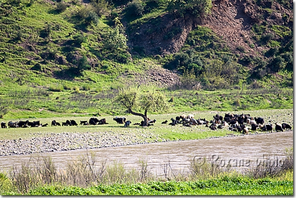 Troupeau - Flock - Piraka - Pireke