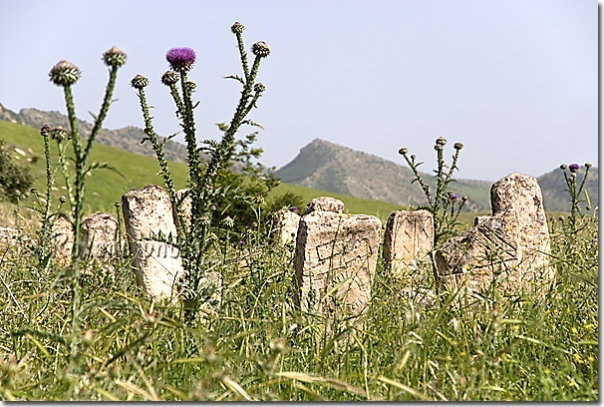 Chardons et cimetière - Thistles and cemetery - Salahaddin - Salah ad Din - Saladin