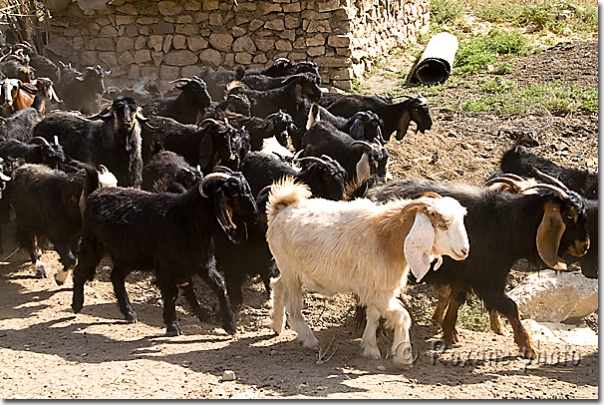 Chèvres - Goats - Salahaddin - Salah ad Din - Saladin