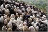 Troupeau de chèvres - Herd of goats - Région de Salahaddin - Salahaddin area
