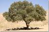 Chèvres sous un poivrier - Goats under a pepper tree - Salahaddin - Salah ad Din - Saladin