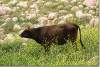 Vache dans la montagne - Cow in the mountains - Salahaddin area 