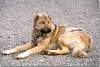 Chien de montagne - Mountain dog - Sanate - Sanat - Kurdistan