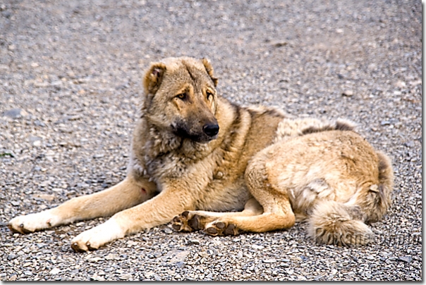 Chien de montagne - Mountain dog - Sanate - Sanat - Kurdistan