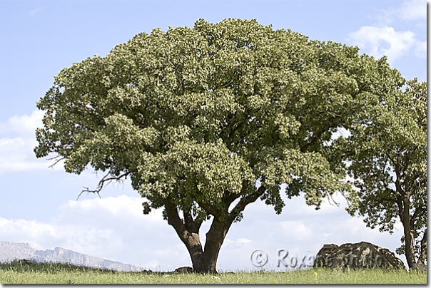 Arbre - Tree - Shanidar - Shanadar - Kurdistan