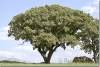 Arbre - Tree - Shanidar - Shanadar - Kurdistan