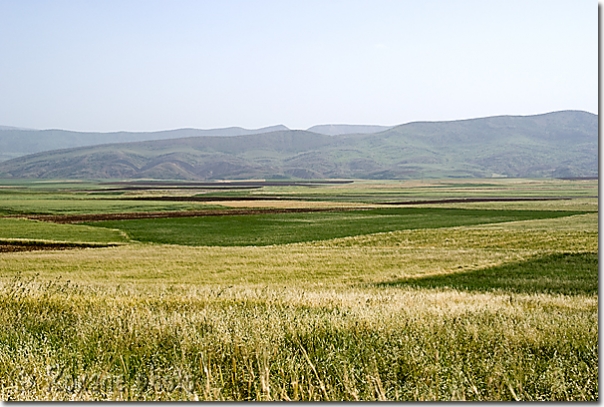 Champs - Fields - Shaqlawa - Shaklawa - Kurdistan