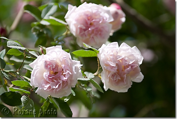 Roses sauvages - Wild roses - Shaqlawa - Shaklawa - Kurdistan